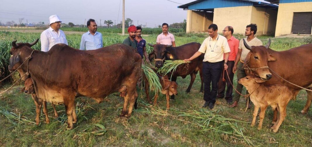 IVF तकनीक से ‘क्लाइमेट-स्मार्ट’ गायों की ओर बड़ा कदम: पूसा यूनिवर्सिटी में 4 साहीवाल बछियाओं का सफल जन्म IVF तकनीक से ‘क्लाइमेट-स्मार्ट’ गायों की ओर बड़ा कदम: पूसा यूनिवर्सिटी में 4 साहीवाल बछियाओं का सफल जन्म